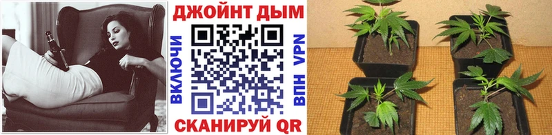 Бошки Шишки MAZAR  наркотики  Великий Устюг 